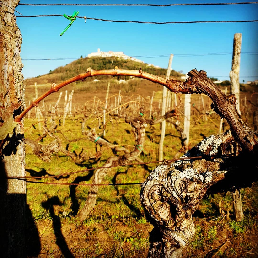 テラン 2018 B&M - 画像 (2)