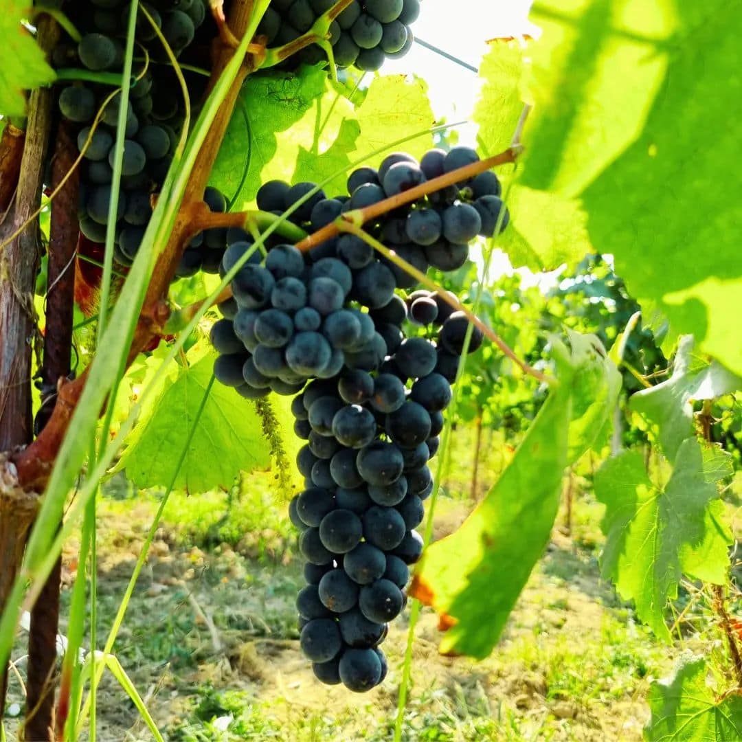 Dika Frankovka 2019 - 画像 (6)