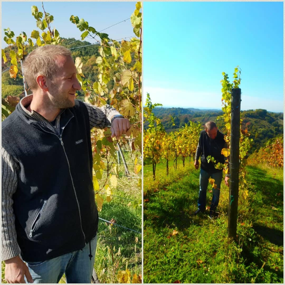 ラグラーディ トラミナッツ 2020 - 画像 (7)