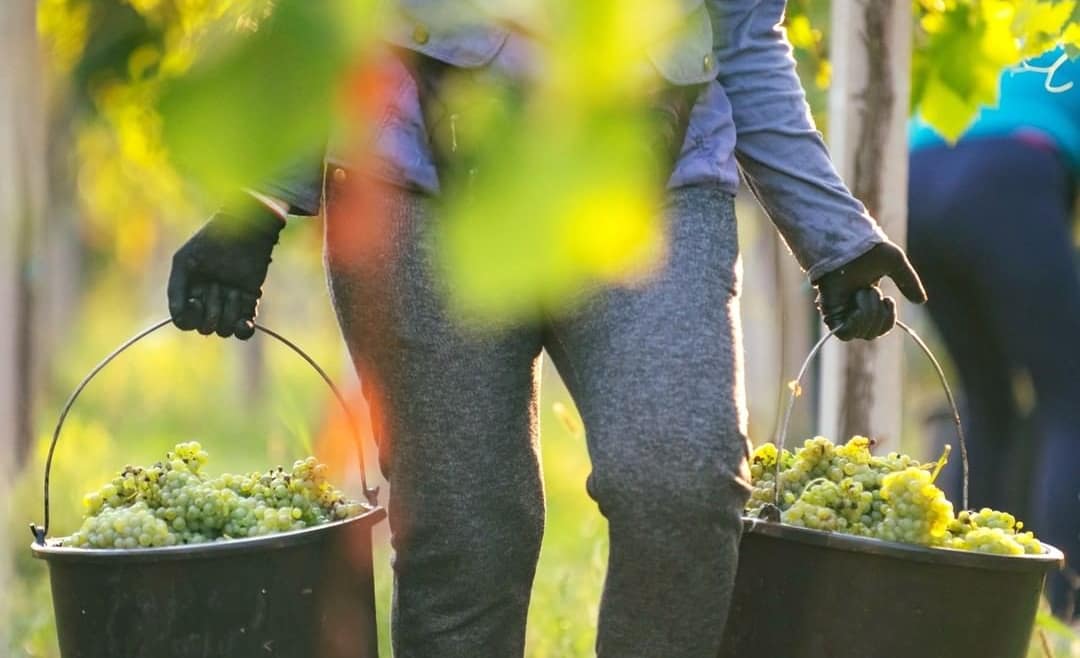 グラシェヴィナ