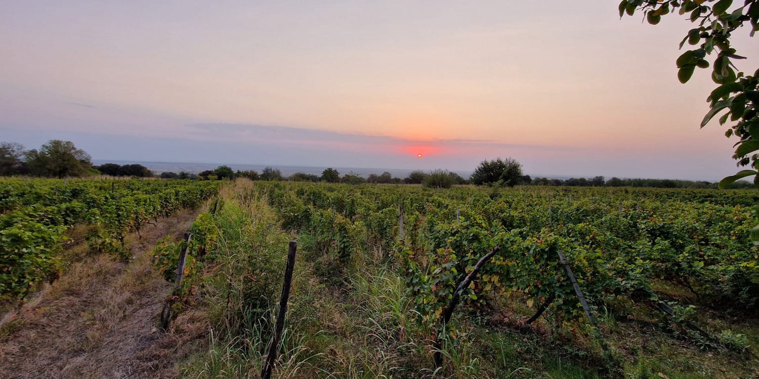 アワー　ワイン　 - 画像 (6)