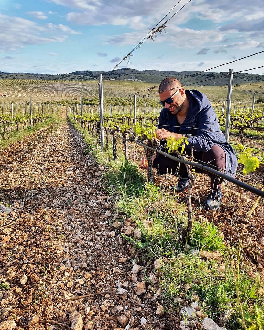 The Dalmatian Dog Babic 2018 - 画像 (3)